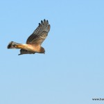 Harrier in flight - hunting