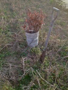 Planted tree next to bucket of trees