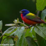 Painted Bunting 5