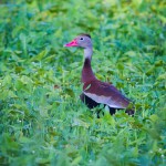 Whistling Duck in MSA (1 of 1)