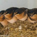 Barn Swallows in Carport almost ready to fly