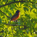 Painted Bunting 4 (1 of 1)